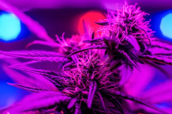 Что такое синтетическая марихуана